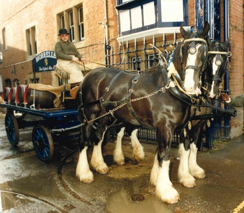 Dray horses at Morrells in 1989 